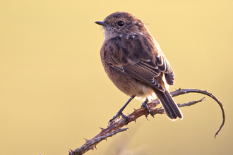 Male stonechat. Cors Dyfi Reserve, Wales.