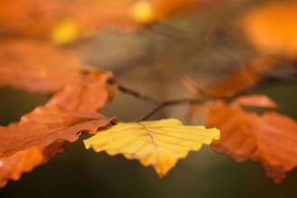 Cors Dyfi autumn leaves.