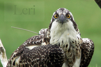 Leri, Dyfi Osprey Project