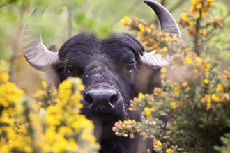 Water buffalo at Cors Dyfi Reserve, Wales.