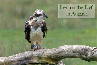 Leri on the Dyfi, August 2011. Dyfi Osprey Project.