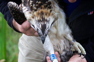 Dulas, Dyfi Osprey Project