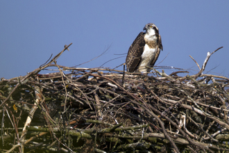 Einion, Dyfi Osprey Project, Wales