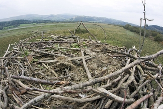 Dyfi Osprey Project nest, October 2011.