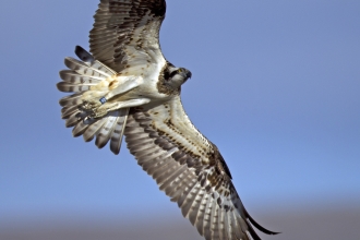 MWT Glesni on the Dyfi