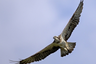 MWT Glesni on the Dyfi