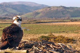 Nora on the nest, Dyfi Osprey Project.