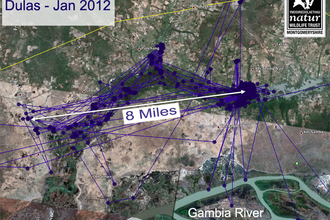 Migration tracking data for Dulas, January 2012. Dyfi Osprey Project