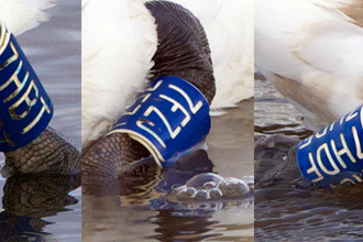 Mute swans ring IDs, Leri River, Wales