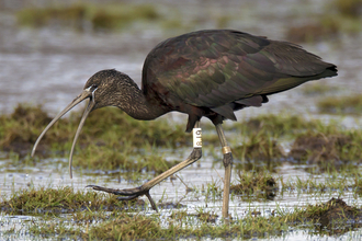 Glossy Ibis with a leg ring White 8J9 on the Dyfi, Wales