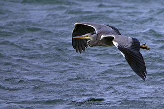 Heron. Dyfi Osprey Project.