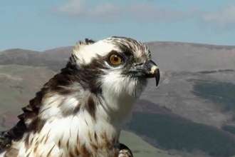 Monty, Dyfi Osprey Project, 2011.