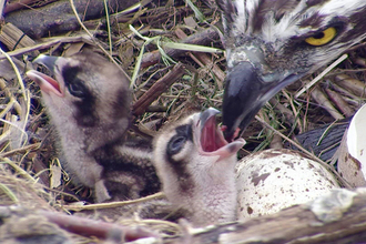 MWT - First 2 chicks after hatching, 2012. Dyfi Osprey Project