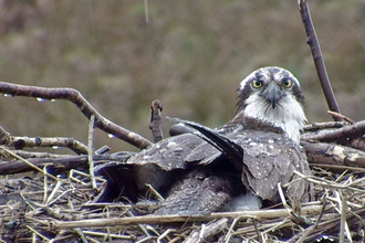 © MWT - Nora incubating in the rain. Dyfi Osprey Project