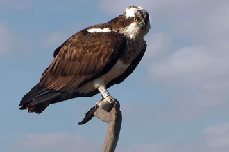 © MWT - Nora, April 2012, Dyfi Osprey Project.