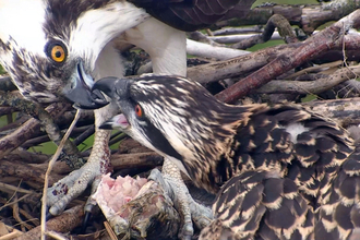 © MWT  - Monty feeding Ceulan. Dyfi Osprey Project