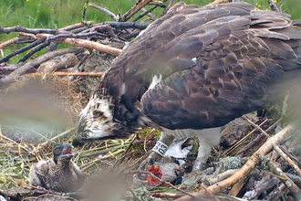 © MWT - Nora feeding Ceulan after the storm. Dyfi Osprey Project.