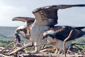© MWT - Monty and Nora on nest with fish, 2012. Dyfi Osprey Project