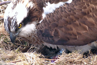 © MWT - Nora, egg 1, April 2012. Dyfi Osprey Project