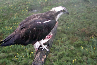 © MWT - Monty with flounder, June 2012. Dyfi Osprey Project.