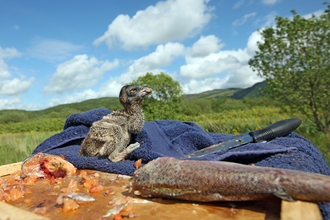 © MWT - Ceulan. Dyfi Osprey Project.