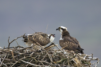 © MWT  - Ceulan and Blue 12 (2012 Dyfi Osprey Project)