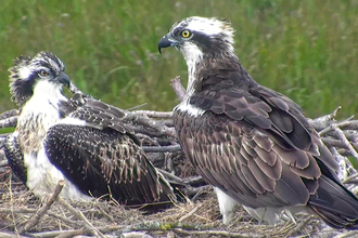 © MWT - Ceulan and Nora, August 2012. Dyfi Osprey Project.