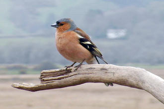 © MWT - Male chaffinch