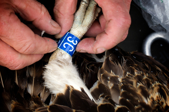 © MWT - Ceulan's ring: Blue 3C. Dyfi Osprey Project.