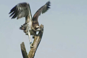 © MWT  - Ceulan after fledging. Dyfi Osprey Project.