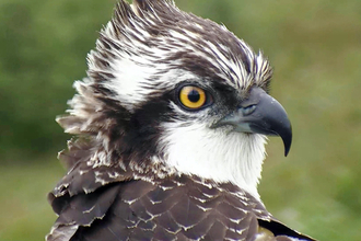 © MWT - Ceulan. Dyfi Osprey Project.