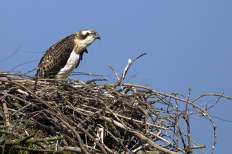 © MWT - Einion. Dyfi Osprey Project.