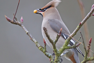 Waxwing with rings, Machynlleth. © Emyr Evans.