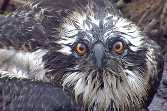 © MWT - Ceulan. Dyfi Osprey Project.