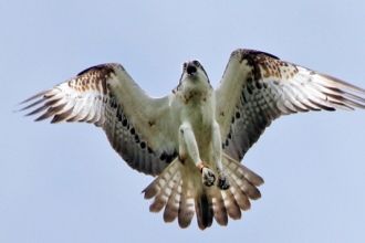 Glaslyn male osprey 11(98)