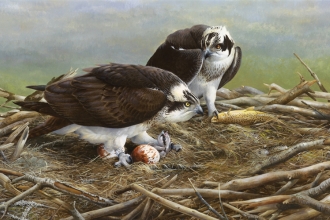 Einion Hatches. By Terrence Lambert. Dyfi Osprey Project