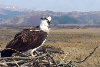 © MWT - Monty, 2013. Dyfi Osprey Project