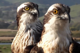 © MWT  - Glesni and Monty, 2013. Dyfi Osprey Project.