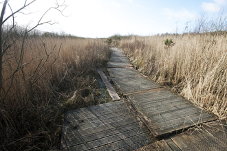 © MWT  - Cors Dyfi Boardwalk