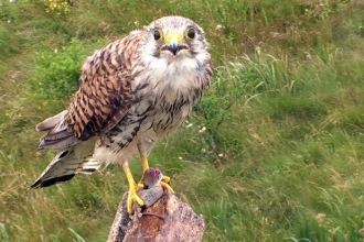 © MWT. Kestrel at Cors Dyfi Reserve