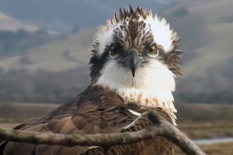 © MWT - Monty, April 2013. Dyfi Osprey Project.