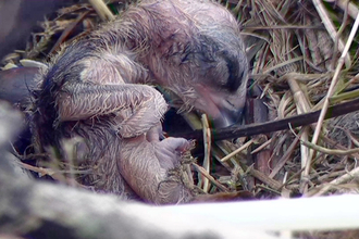 MWT - Chick 1 hatches, 2013. Dyfi Osprey Project.