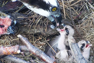 MWT - Chick 2 hatches, 2013. Dyfi Osprey Project.