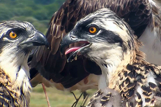 MWT- Dyfi Osprey chicks, 2013.