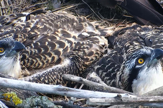 MWT - Dyfi Chicks, 2013. Dyfi Osprey Project.