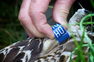 MWT - Einion being ringed in 2011. Blue DH, Dyfi Osprey Project.