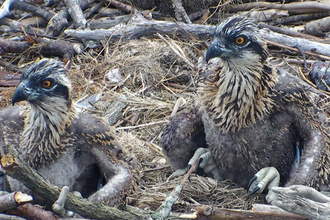 MWT - 2013 chicks at 3 1/2 weeks old (Clarach, Cerist). Dyfi Osprey Project