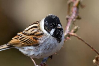 © MWT - Reed bunting. Dyfi Osprey Project.