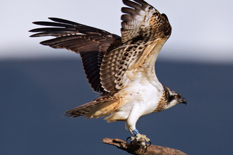 Ospreys in Wales: The First Ten Years