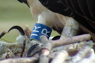 © MWT. Blue 1R, Dyfi Osprey Project